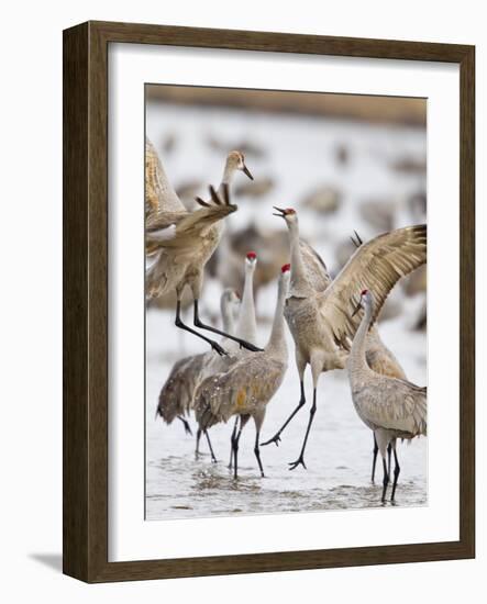 Sandhill Cranes Dancing on the Platte River Near Kearney, Nebraska, USA-Chuck Haney-Framed Photographic Print