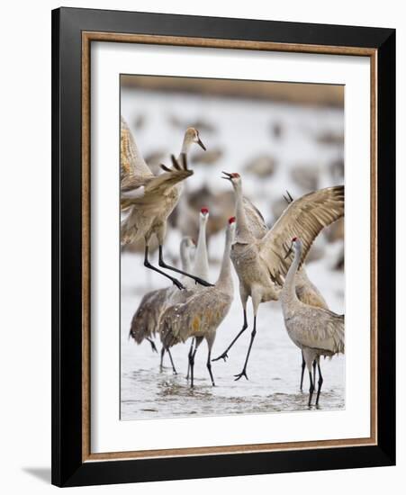 Sandhill Cranes Dancing on the Platte River Near Kearney, Nebraska, USA-Chuck Haney-Framed Photographic Print