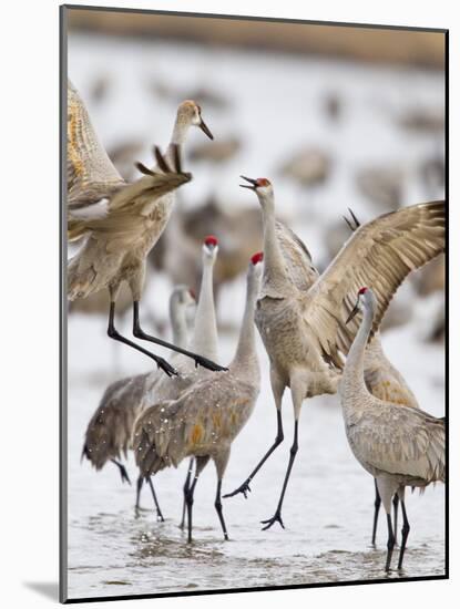 Sandhill Cranes Dancing on the Platte River Near Kearney, Nebraska, USA-Chuck Haney-Mounted Photographic Print