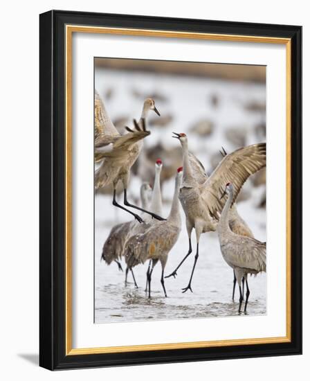 Sandhill Cranes Dancing on the Platte River Near Kearney, Nebraska, USA-Chuck Haney-Framed Photographic Print