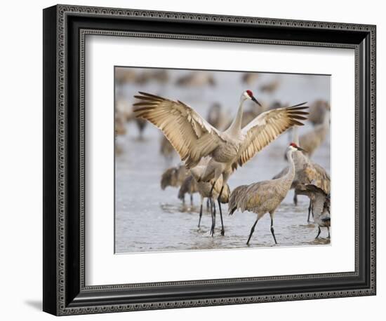 Sandhill Cranes Dancing on the Platte River Near Kearney, Nebraska, USA-Chuck Haney-Framed Photographic Print