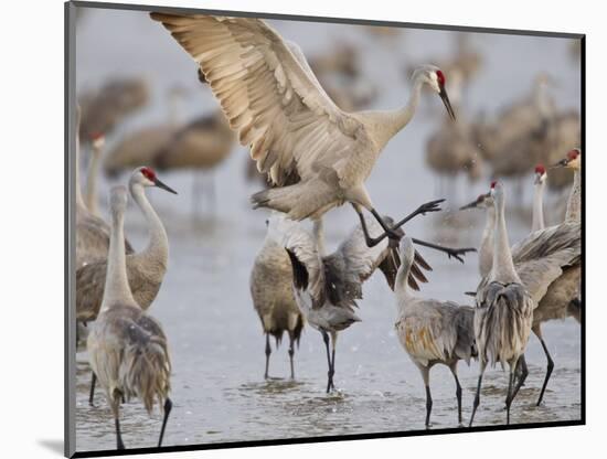 Sandhill Cranes Dancing on the Platte River Near Kearney, Nebraska, USA-Chuck Haney-Mounted Photographic Print