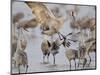 Sandhill Cranes Dancing on the Platte River Near Kearney, Nebraska, USA-Chuck Haney-Mounted Photographic Print