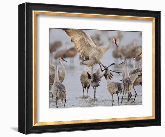 Sandhill Cranes Dancing on the Platte River Near Kearney, Nebraska, USA-Chuck Haney-Framed Photographic Print