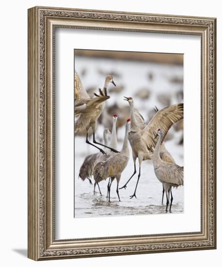 Sandhill Cranes Dancing on the Platte River Near Kearney, Nebraska, USA-Chuck Haney-Framed Photographic Print