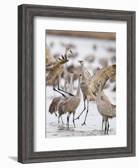 Sandhill Cranes Dancing on the Platte River Near Kearney, Nebraska, USA-Chuck Haney-Framed Photographic Print