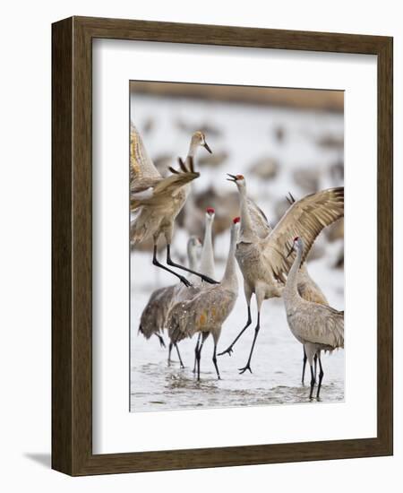 Sandhill Cranes Dancing on the Platte River Near Kearney, Nebraska, USA-Chuck Haney-Framed Photographic Print