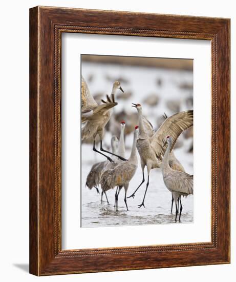 Sandhill Cranes Dancing on the Platte River Near Kearney, Nebraska, USA-Chuck Haney-Framed Photographic Print