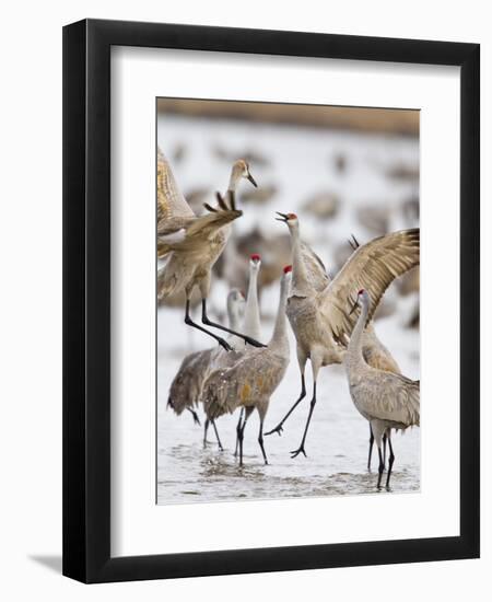 Sandhill Cranes Dancing on the Platte River Near Kearney, Nebraska, USA-Chuck Haney-Framed Photographic Print