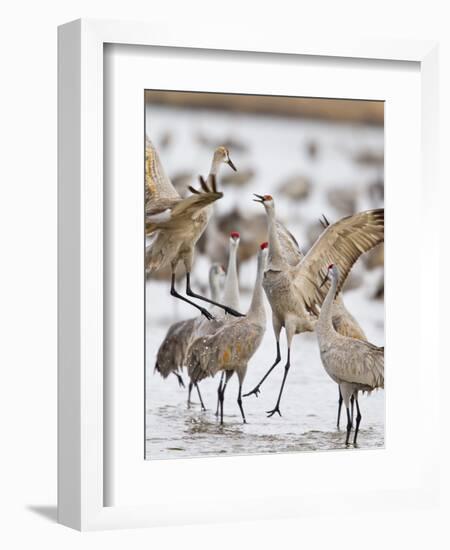 Sandhill Cranes Dancing on the Platte River Near Kearney, Nebraska, USA-Chuck Haney-Framed Photographic Print