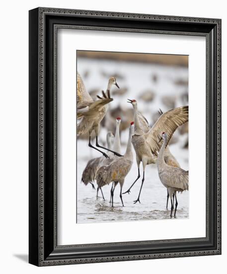 Sandhill Cranes Dancing on the Platte River Near Kearney, Nebraska, USA-Chuck Haney-Framed Photographic Print