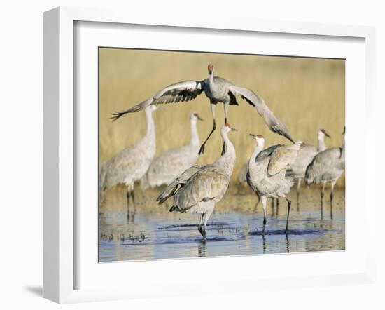 Sandhill Cranes Displaying, Bosque Del Apache National Park, NM, USA-Rolf Nussbaumer-Framed Photographic Print