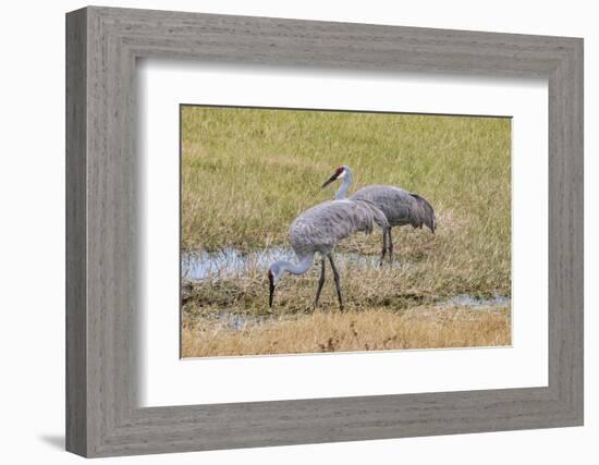 Sandhill Cranes feeding in the marsh, Deland, Florida, USA-Jim Engelbrecht-Framed Photographic Print