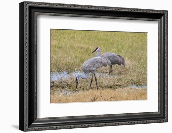 Sandhill Cranes feeding in the marsh, Deland, Florida, USA-Jim Engelbrecht-Framed Photographic Print