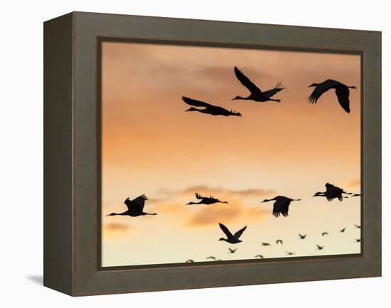 Sandhill Cranes Flying at Sunset, Bosque Del Apache National Wildlife Refuge, New Mexico-Maresa Pryor-Framed Premier Image Canvas