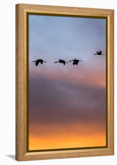 Sandhill Cranes Flying at Sunset, Bosque Del Apache National Wildlife Refuge, New Mexico-Maresa Pryor-Framed Premier Image Canvas