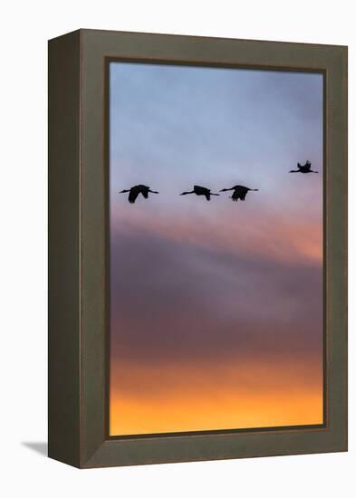 Sandhill Cranes Flying at Sunset, Bosque Del Apache National Wildlife Refuge, New Mexico-Maresa Pryor-Framed Premier Image Canvas