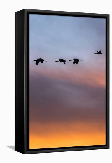 Sandhill Cranes Flying at Sunset, Bosque Del Apache National Wildlife Refuge, New Mexico-Maresa Pryor-Framed Premier Image Canvas