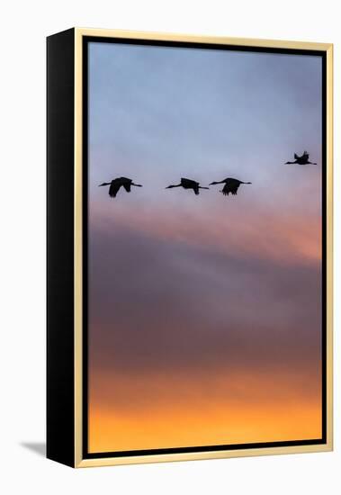 Sandhill Cranes Flying at Sunset, Bosque Del Apache National Wildlife Refuge, New Mexico-Maresa Pryor-Framed Premier Image Canvas