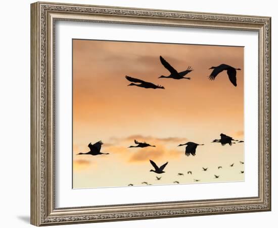 Sandhill Cranes Flying at Sunset, Bosque Del Apache National Wildlife Refuge, New Mexico-Maresa Pryor-Framed Photographic Print