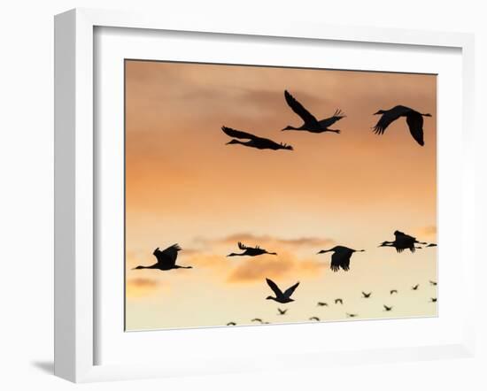 Sandhill Cranes Flying at Sunset, Bosque Del Apache National Wildlife Refuge, New Mexico-Maresa Pryor-Framed Photographic Print