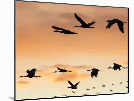 Sandhill Cranes Flying at Sunset, Bosque Del Apache National Wildlife Refuge, New Mexico-Maresa Pryor-Mounted Photographic Print