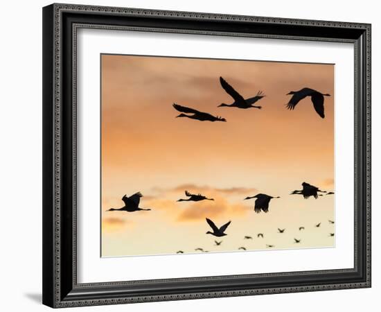 Sandhill Cranes Flying at Sunset, Bosque Del Apache National Wildlife Refuge, New Mexico-Maresa Pryor-Framed Photographic Print