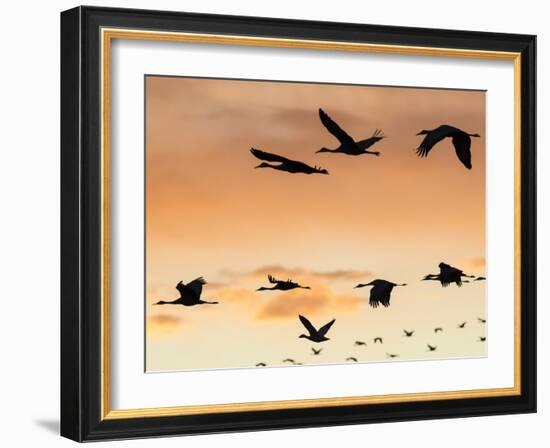 Sandhill Cranes Flying at Sunset, Bosque Del Apache National Wildlife Refuge, New Mexico-Maresa Pryor-Framed Photographic Print