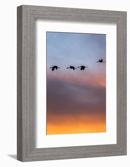 Sandhill Cranes Flying at Sunset, Bosque Del Apache National Wildlife Refuge, New Mexico-Maresa Pryor-Framed Photographic Print