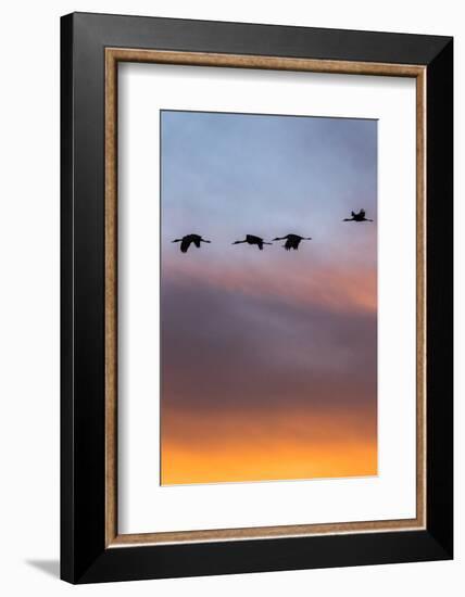 Sandhill Cranes Flying at Sunset, Bosque Del Apache National Wildlife Refuge, New Mexico-Maresa Pryor-Framed Photographic Print