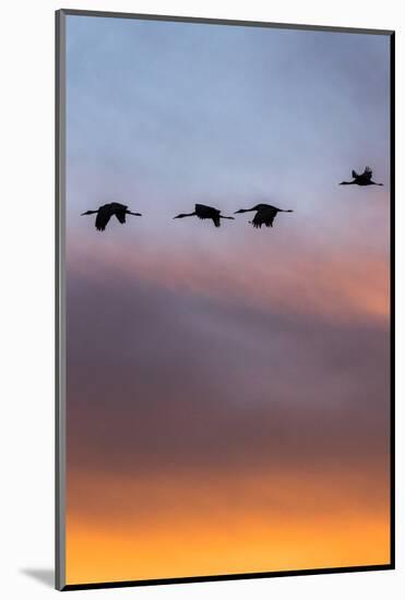 Sandhill Cranes Flying at Sunset, Bosque Del Apache National Wildlife Refuge, New Mexico-Maresa Pryor-Mounted Photographic Print