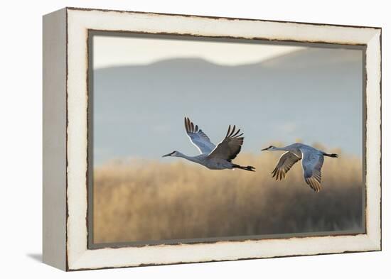 Sandhill Cranes Flying, Bosque Del Apache National Wildlife Refuge, New Mexico-Maresa Pryor-Framed Premier Image Canvas