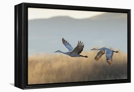 Sandhill Cranes Flying, Bosque Del Apache National Wildlife Refuge, New Mexico-Maresa Pryor-Framed Premier Image Canvas