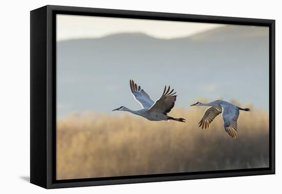 Sandhill Cranes Flying, Bosque Del Apache National Wildlife Refuge, New Mexico-Maresa Pryor-Framed Premier Image Canvas