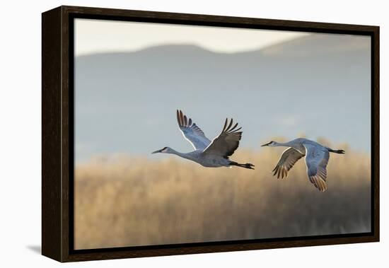 Sandhill Cranes Flying, Bosque Del Apache National Wildlife Refuge, New Mexico-Maresa Pryor-Framed Premier Image Canvas