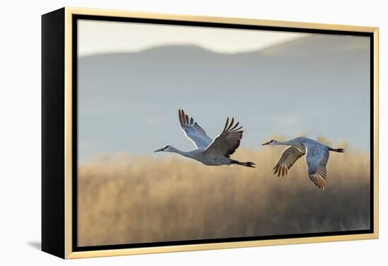 Sandhill Cranes Flying, Bosque Del Apache National Wildlife Refuge, New Mexico-Maresa Pryor-Framed Premier Image Canvas