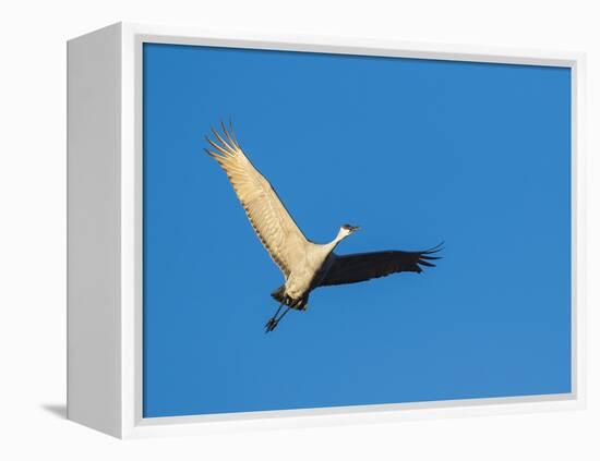 Sandhill Cranes Flying, Bosque Del Apache National Wildlife Refuge, New Mexico-Maresa Pryor-Framed Premier Image Canvas