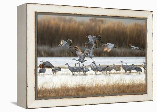 Sandhill Cranes Flying, Bosque Del Apache National Wildlife Refuge, New Mexico-Maresa Pryor-Framed Premier Image Canvas