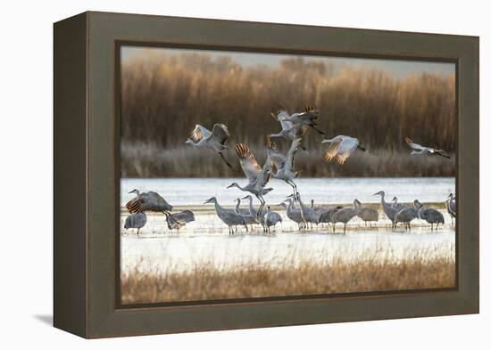 Sandhill Cranes Flying, Bosque Del Apache National Wildlife Refuge, New Mexico-Maresa Pryor-Framed Premier Image Canvas