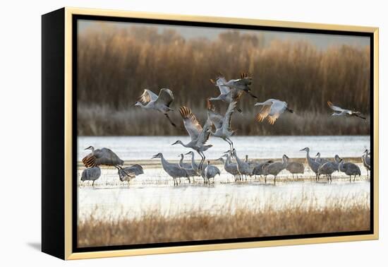 Sandhill Cranes Flying, Bosque Del Apache National Wildlife Refuge, New Mexico-Maresa Pryor-Framed Premier Image Canvas