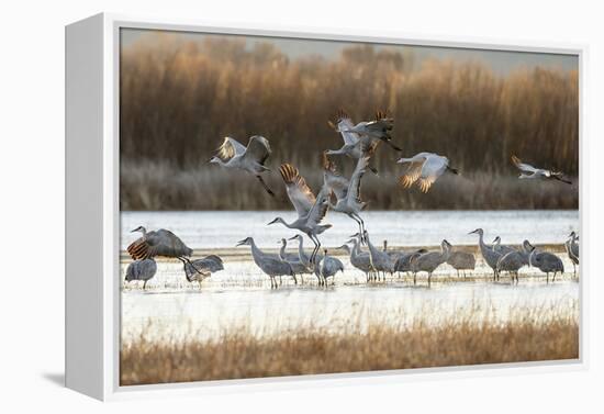 Sandhill Cranes Flying, Bosque Del Apache National Wildlife Refuge, New Mexico-Maresa Pryor-Framed Premier Image Canvas