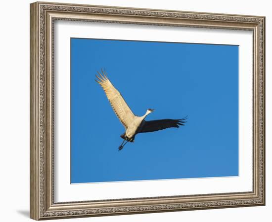 Sandhill Cranes Flying, Bosque Del Apache National Wildlife Refuge, New Mexico-Maresa Pryor-Framed Photographic Print