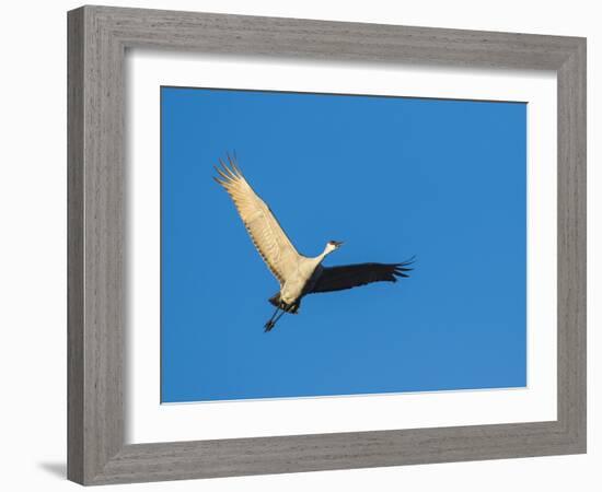 Sandhill Cranes Flying, Bosque Del Apache National Wildlife Refuge, New Mexico-Maresa Pryor-Framed Photographic Print