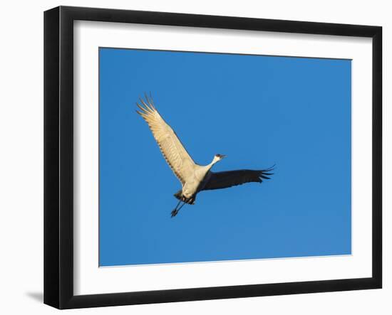 Sandhill Cranes Flying, Bosque Del Apache National Wildlife Refuge, New Mexico-Maresa Pryor-Framed Photographic Print