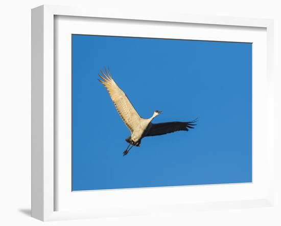 Sandhill Cranes Flying, Bosque Del Apache National Wildlife Refuge, New Mexico-Maresa Pryor-Framed Photographic Print