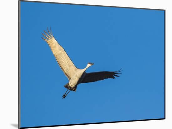 Sandhill Cranes Flying, Bosque Del Apache National Wildlife Refuge, New Mexico-Maresa Pryor-Mounted Photographic Print