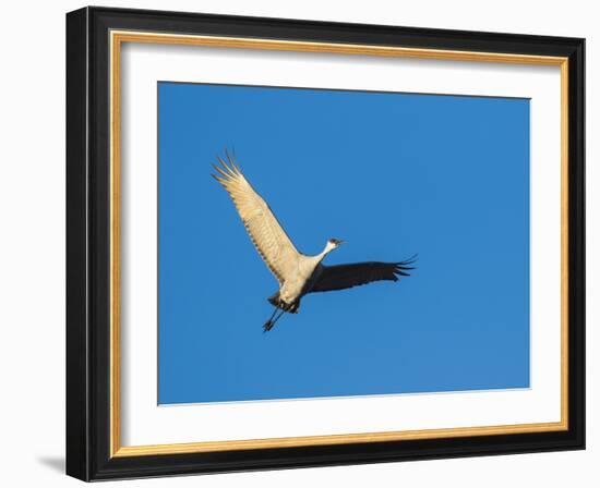 Sandhill Cranes Flying, Bosque Del Apache National Wildlife Refuge, New Mexico-Maresa Pryor-Framed Photographic Print