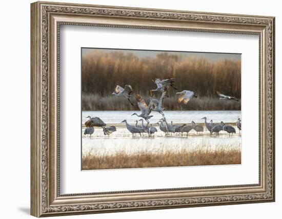 Sandhill Cranes Flying, Bosque Del Apache National Wildlife Refuge, New Mexico-Maresa Pryor-Framed Photographic Print