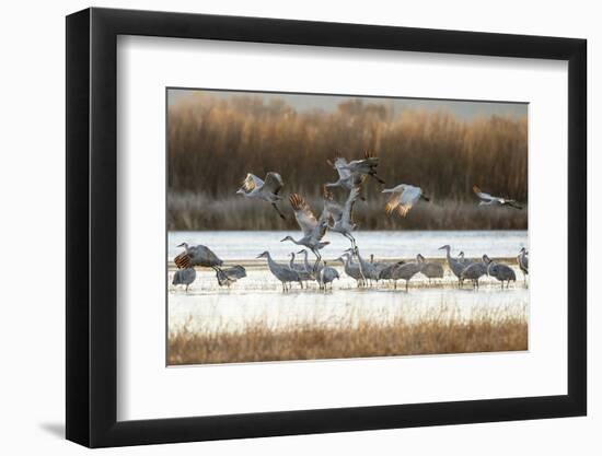 Sandhill Cranes Flying, Bosque Del Apache National Wildlife Refuge, New Mexico-Maresa Pryor-Framed Photographic Print