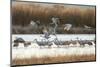 Sandhill Cranes Flying, Bosque Del Apache National Wildlife Refuge, New Mexico-Maresa Pryor-Mounted Photographic Print